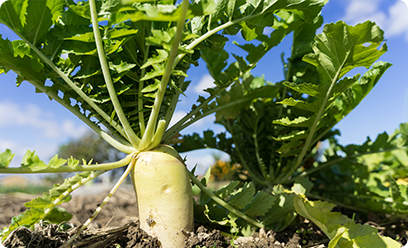 野菜・果物